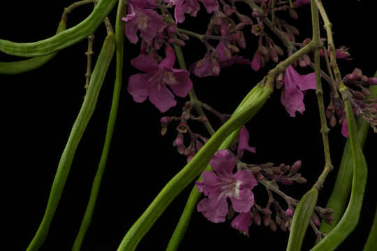 Image of Fridericia floribunda (Kunth) L. G. Lohmann