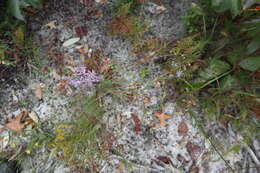 Image of eastern silver aster