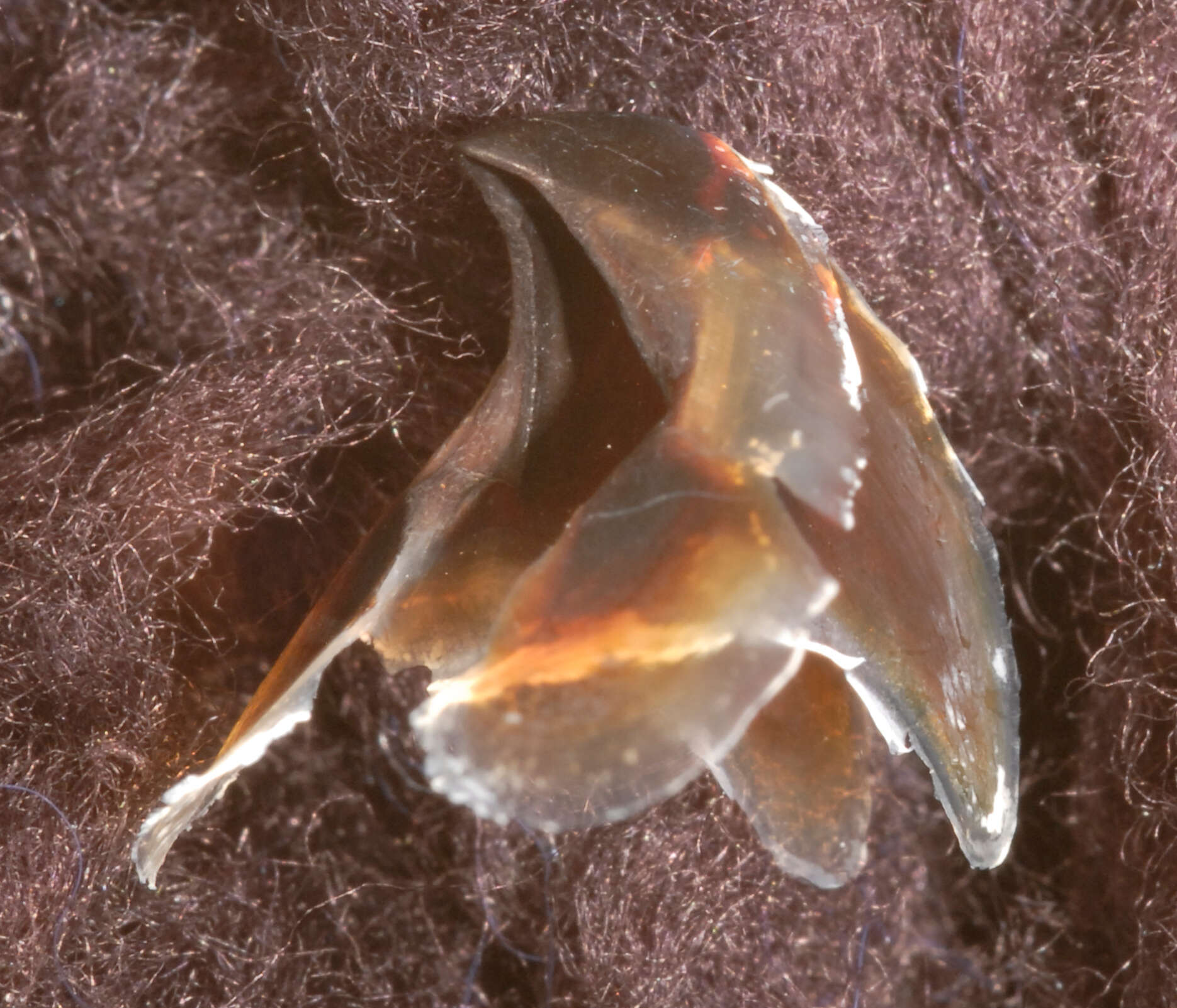 Image of Firefly squid