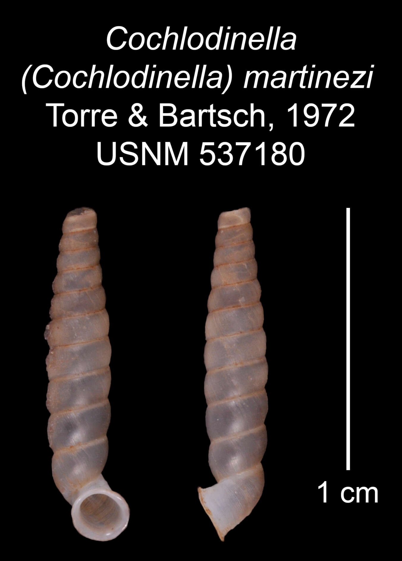 Image of Cochlodinella martinezi C. Torre & Bartsch 1972