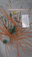 Image of Iridogorgia magnispiralis Watling 2007