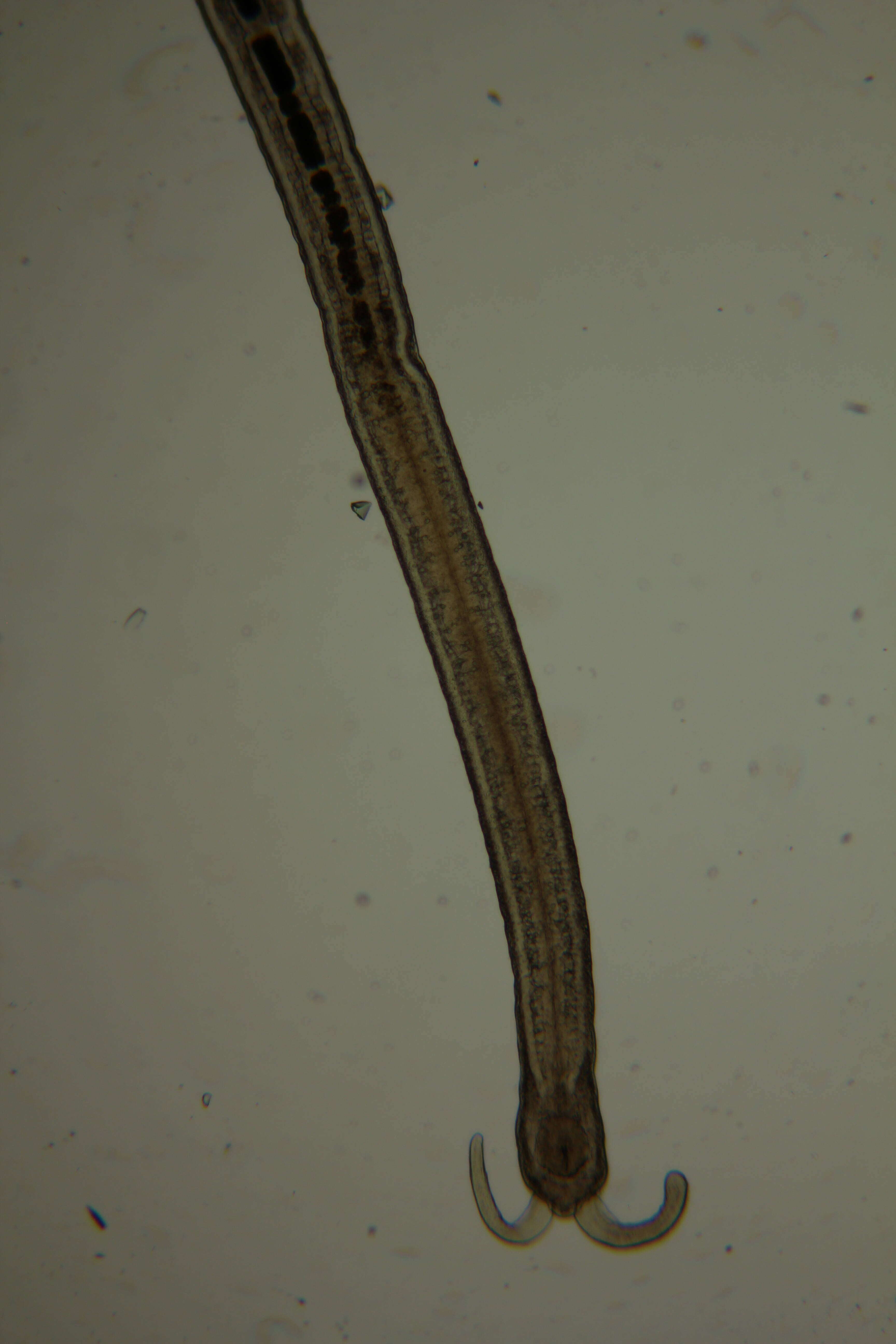 Image of Claudrilus ovarium (Di Domenico, Martínez, Lana & Worsaae 2013)