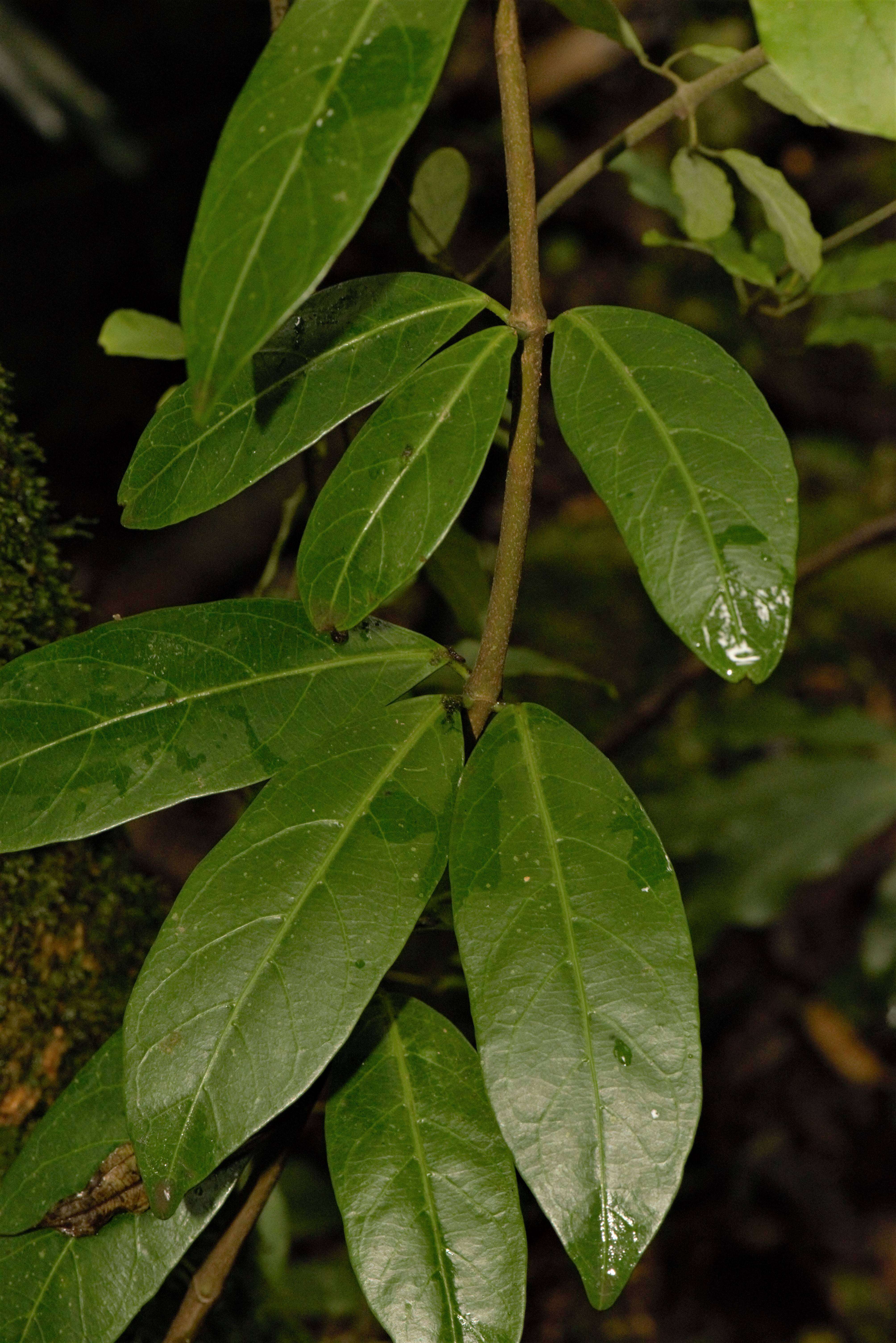 Image of Forsteronia refracta Müll. Arg.