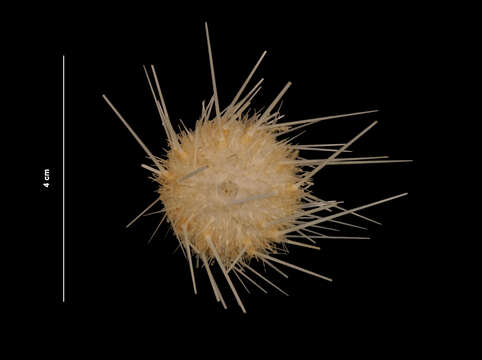 Image of uniform sea urchin