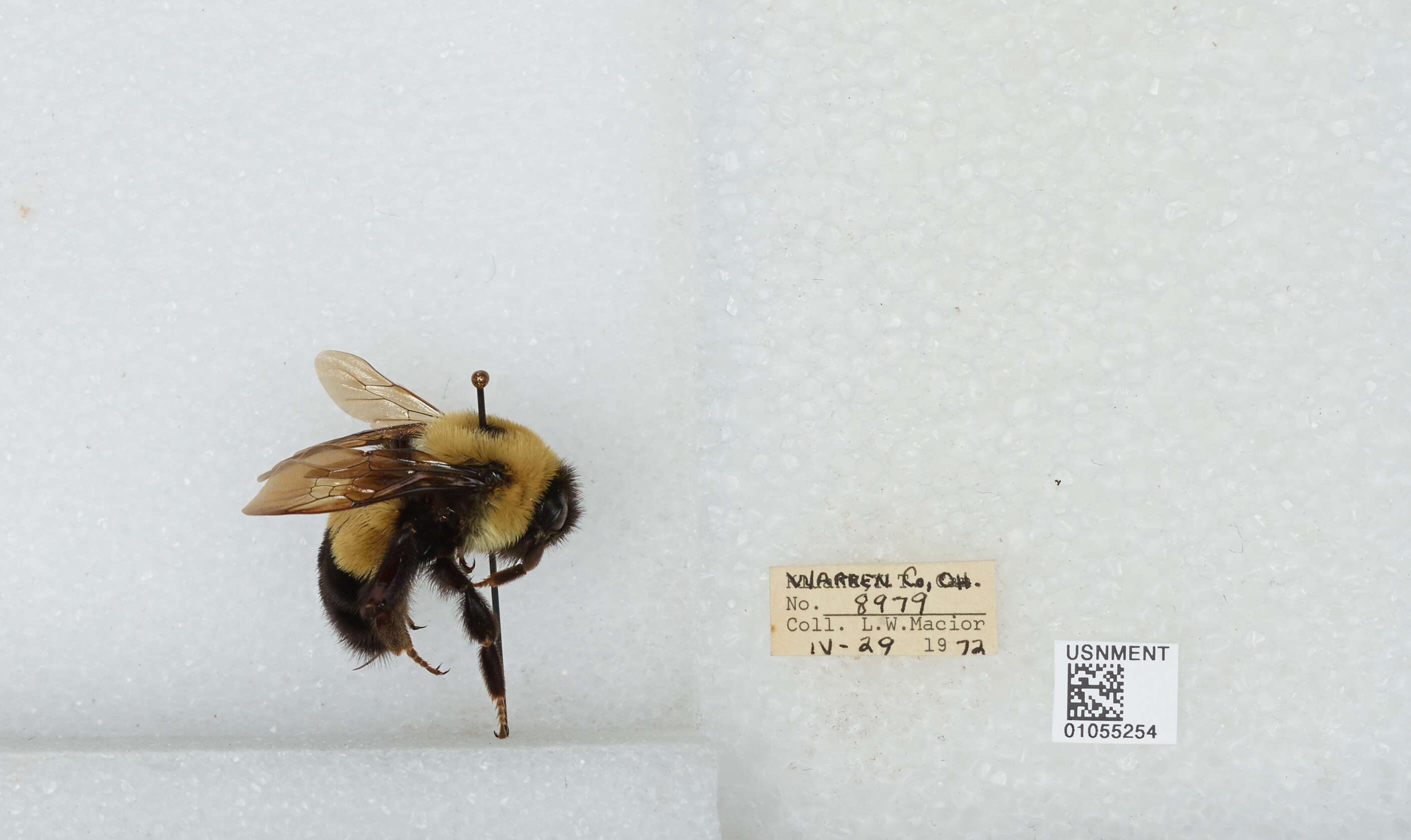 Слика од Bombus affinis Cresson 1864