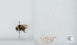 Image of Van Dyke Bumble Bee