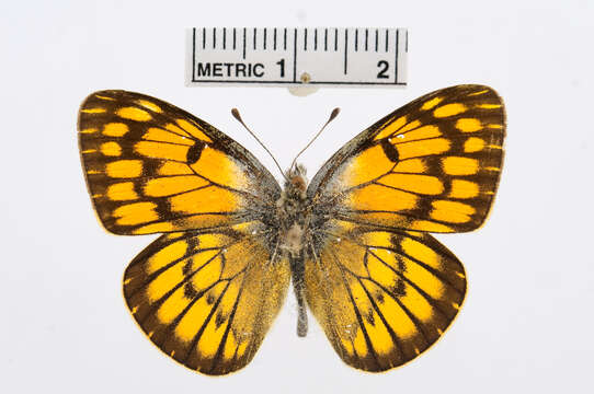 Image of Colotis aurigineus (Butler 1883)