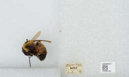 Слика од Bombus affinis Cresson 1864