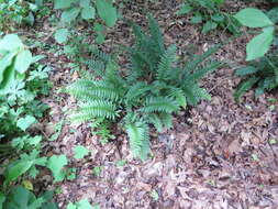 Image of Christmas fern