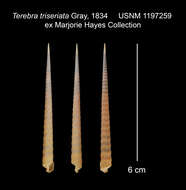 Image of triseriate auger