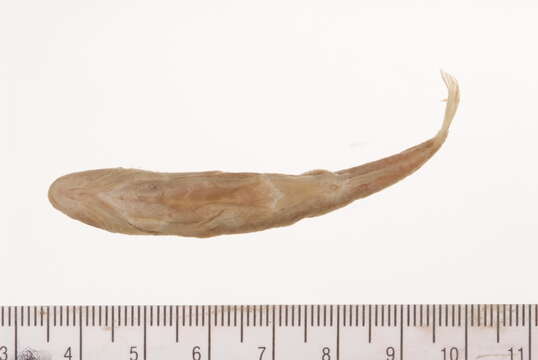 Sivun Rhinichthys osculus (Girard 1856) kuva