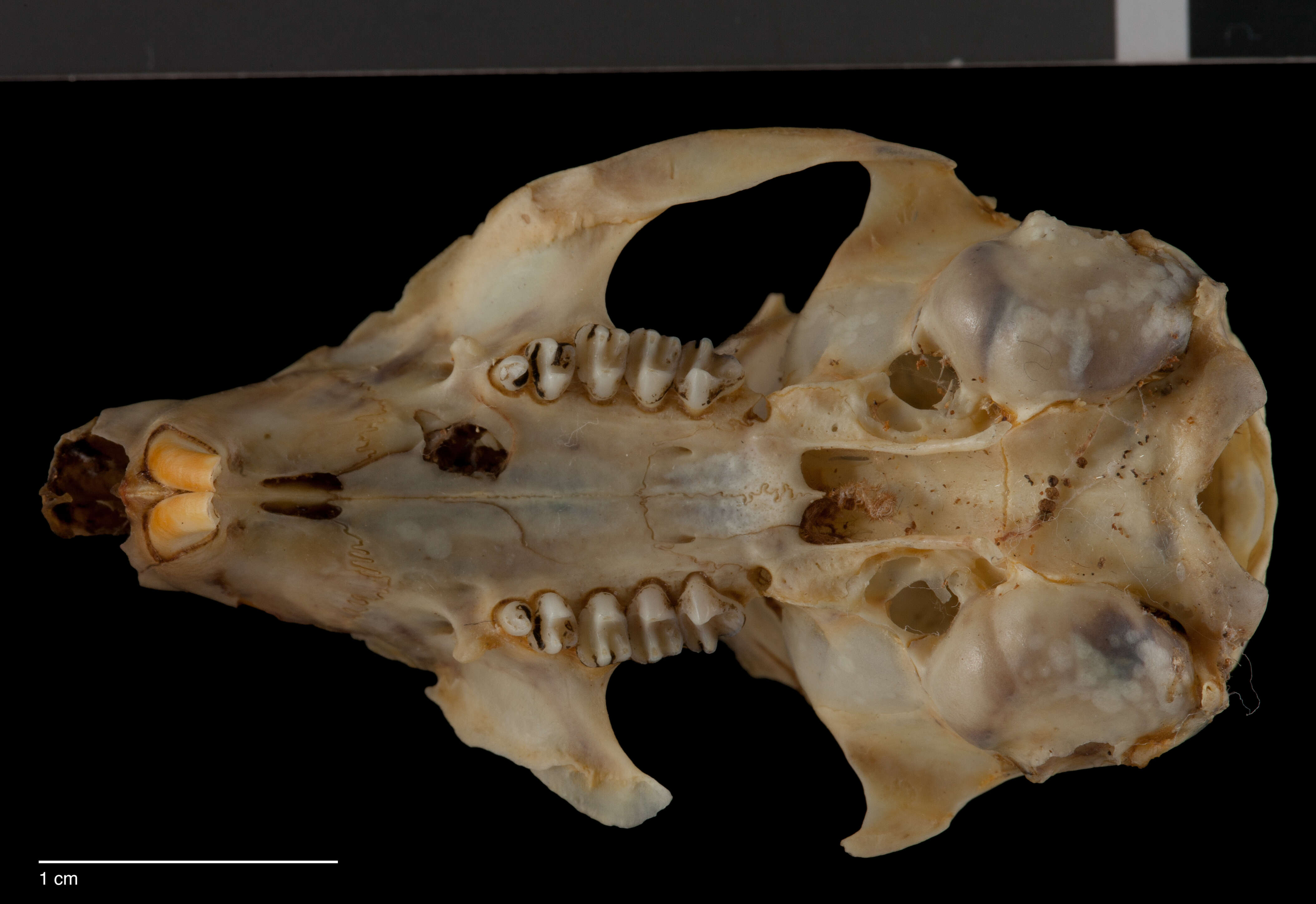 Sivun Ictidomys tridecemlineatus texensis (Merriam 1898) kuva