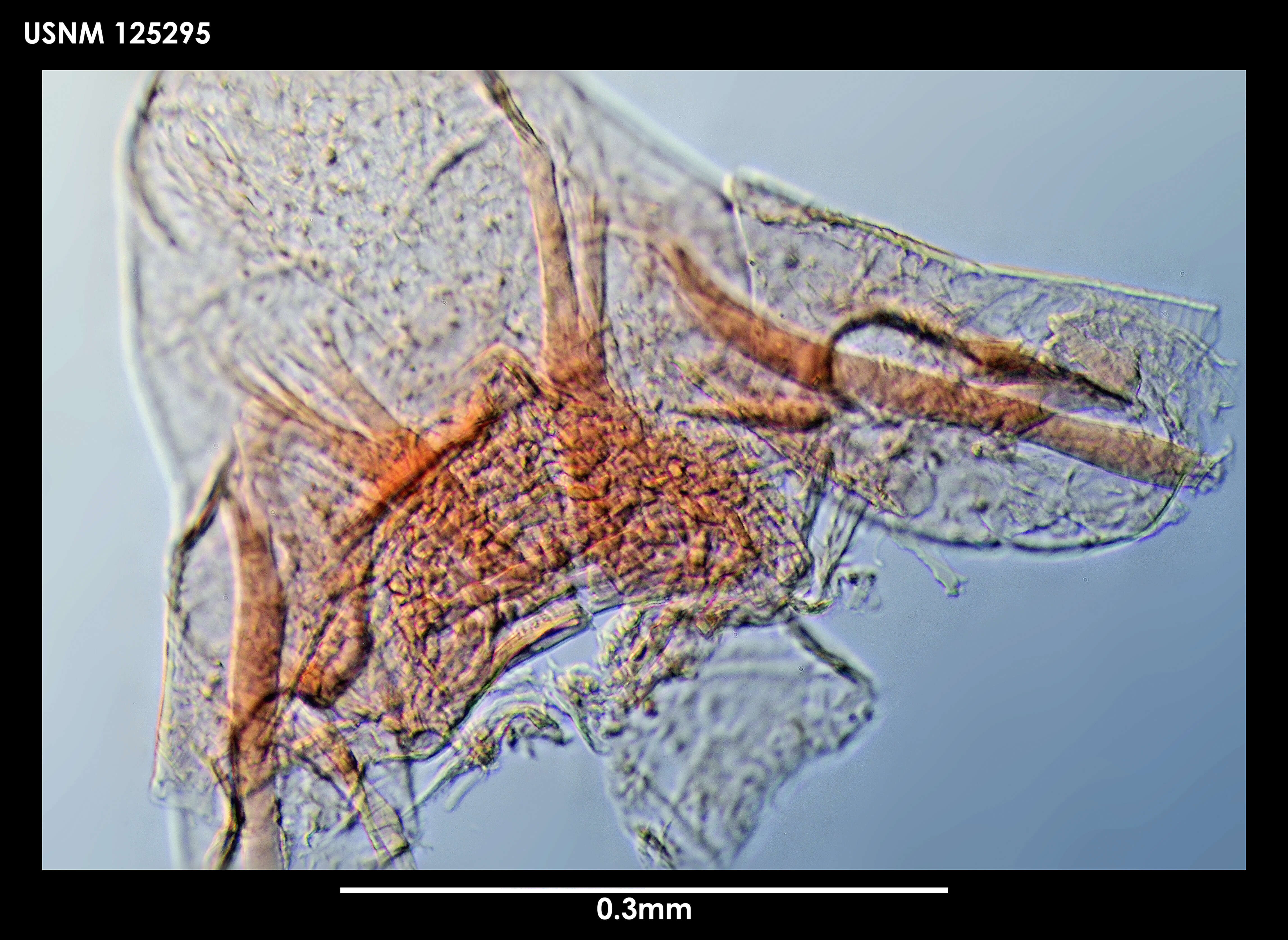 Sivun Australscalpellum schizmatoplacinum Newman & Ross 1971 kuva