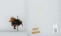 Image of Vosnesensky Bumble Bee