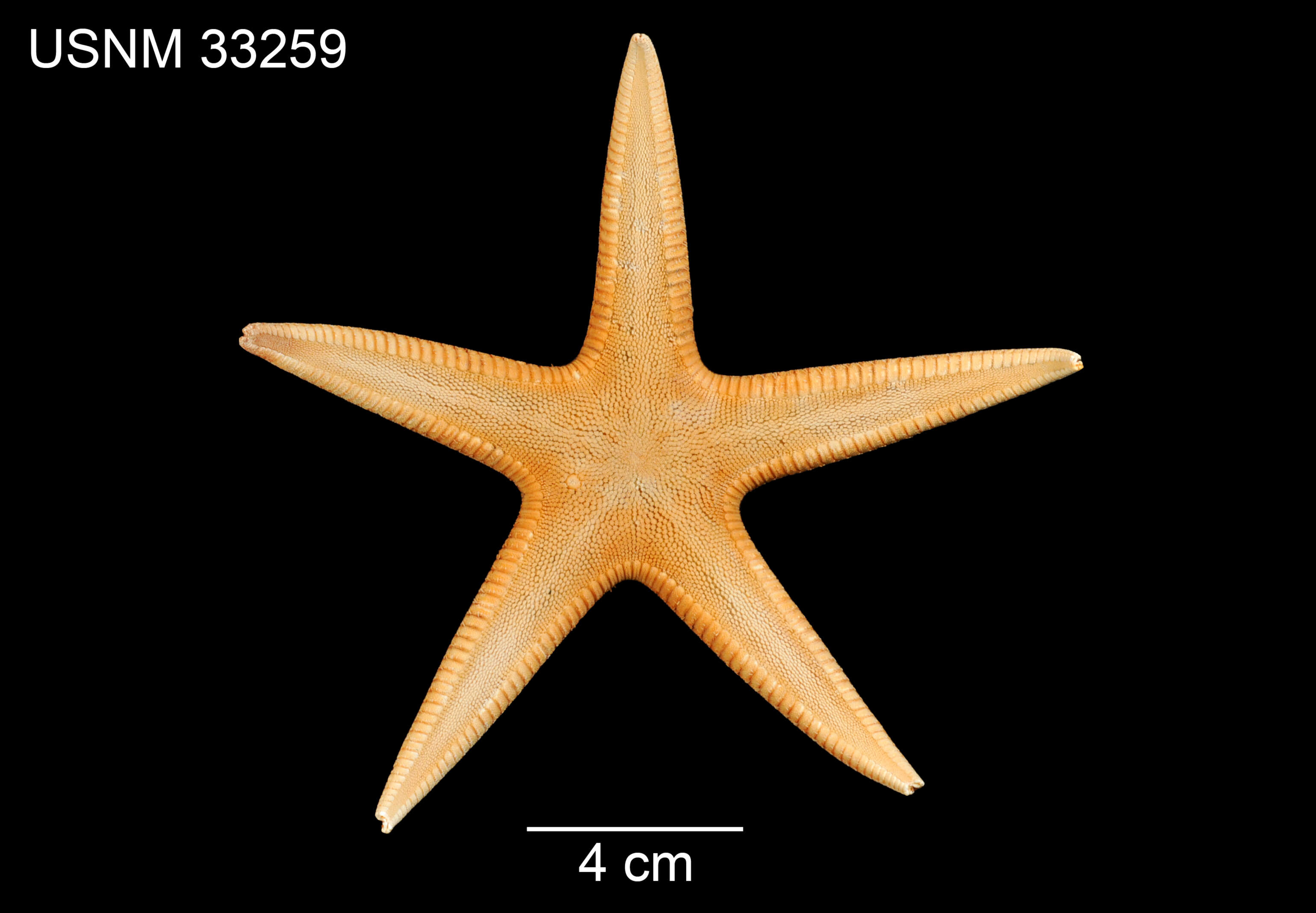 Image of Psilaster andromeda florae (Verrill 1878)