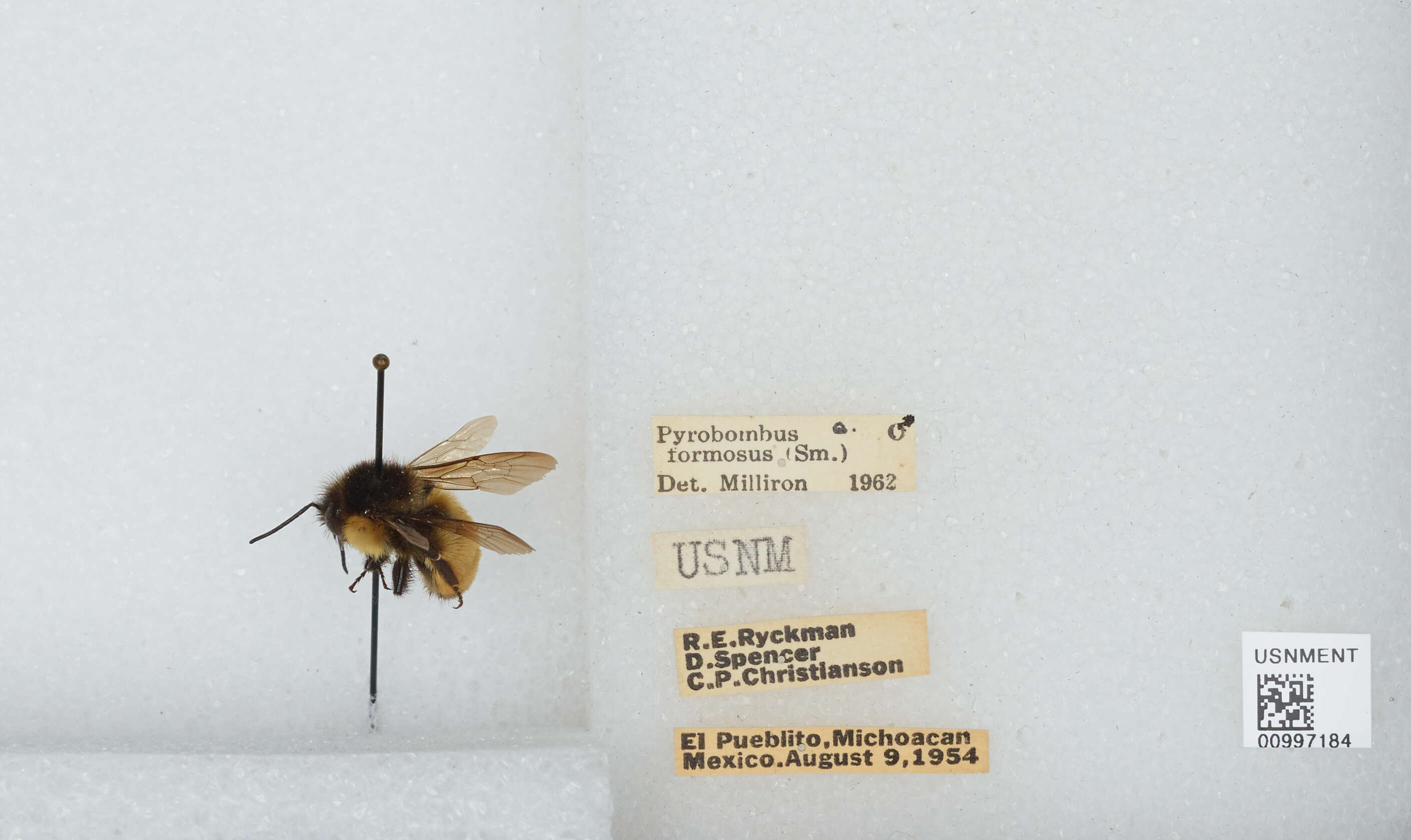 Bombus ephippiatus Say 1837 resmi