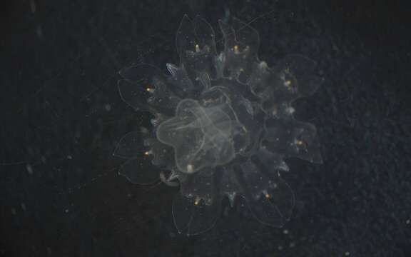 Image of Semaeostomeae