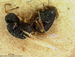 Image of Eurytomidae