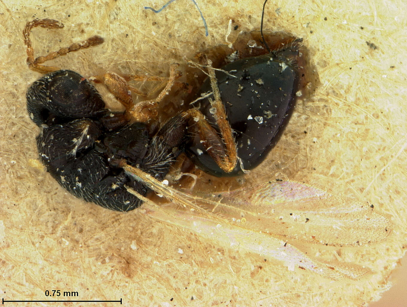 Image de Eurytomidae