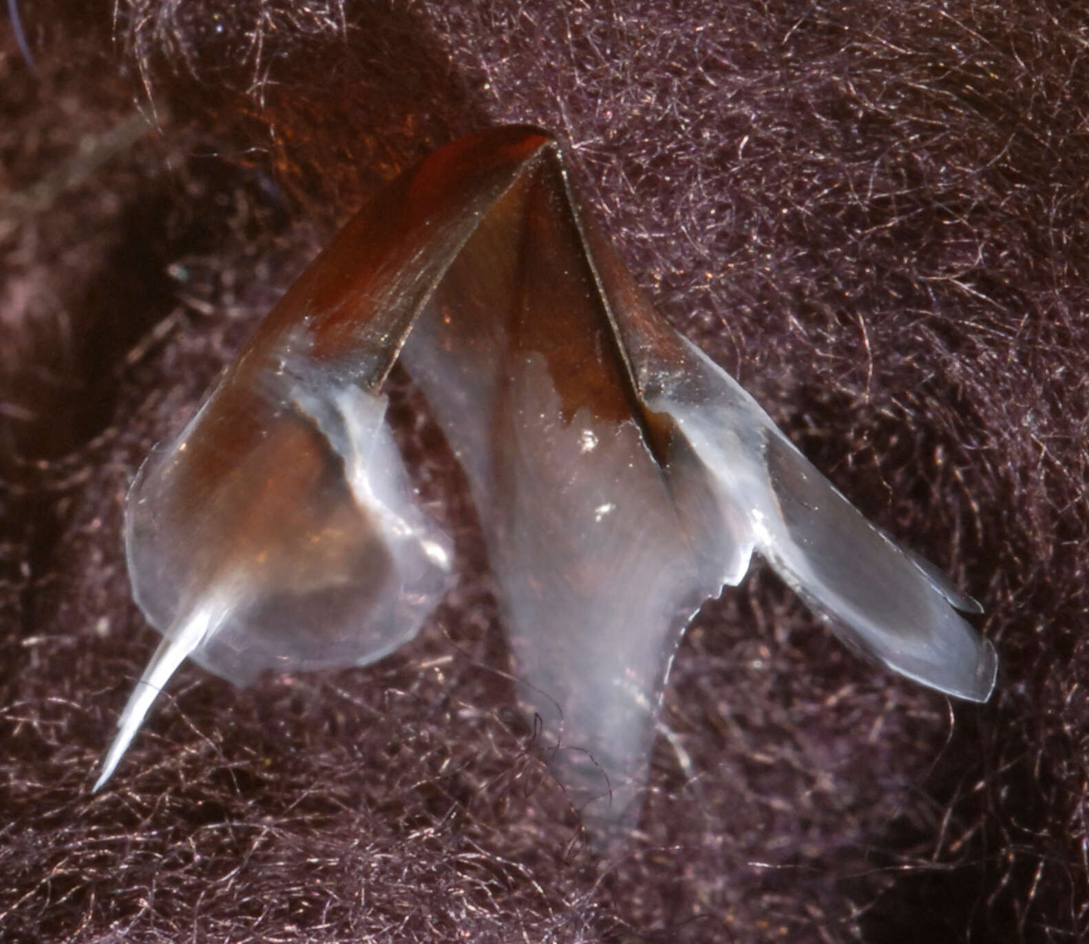 Image of Narrowteuthis nesisi Young & Vecchione 2005