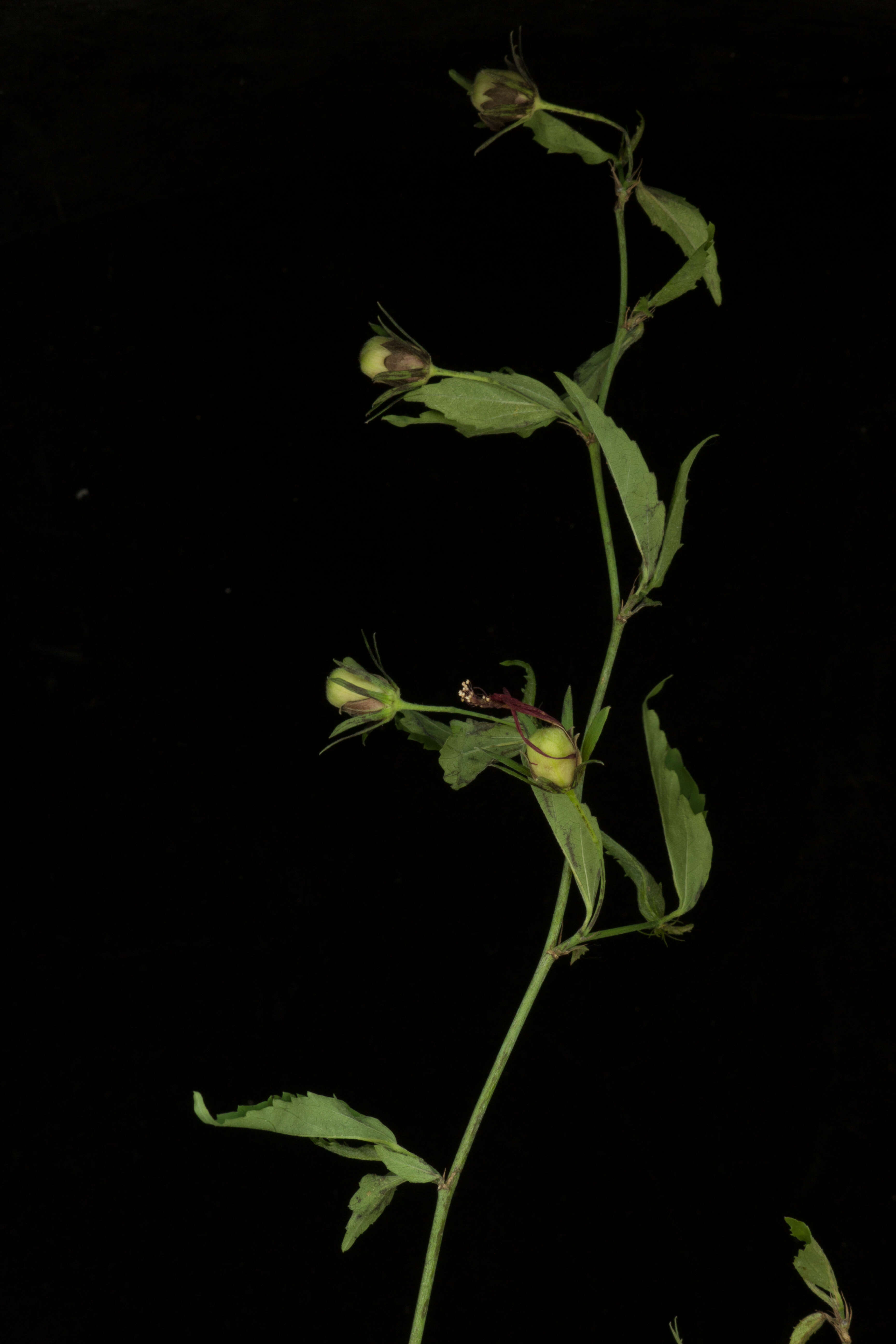 Image of Hibiscus peripteroides P. A. Fryxell