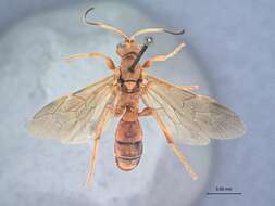 Image of Ichneumon koebelei Swezey