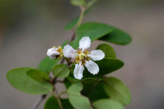 Слика од Heteropterys purpurea (L.) Kunth