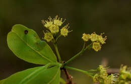 Sivun Terminalia triflora (Griseb.) Lillo kuva