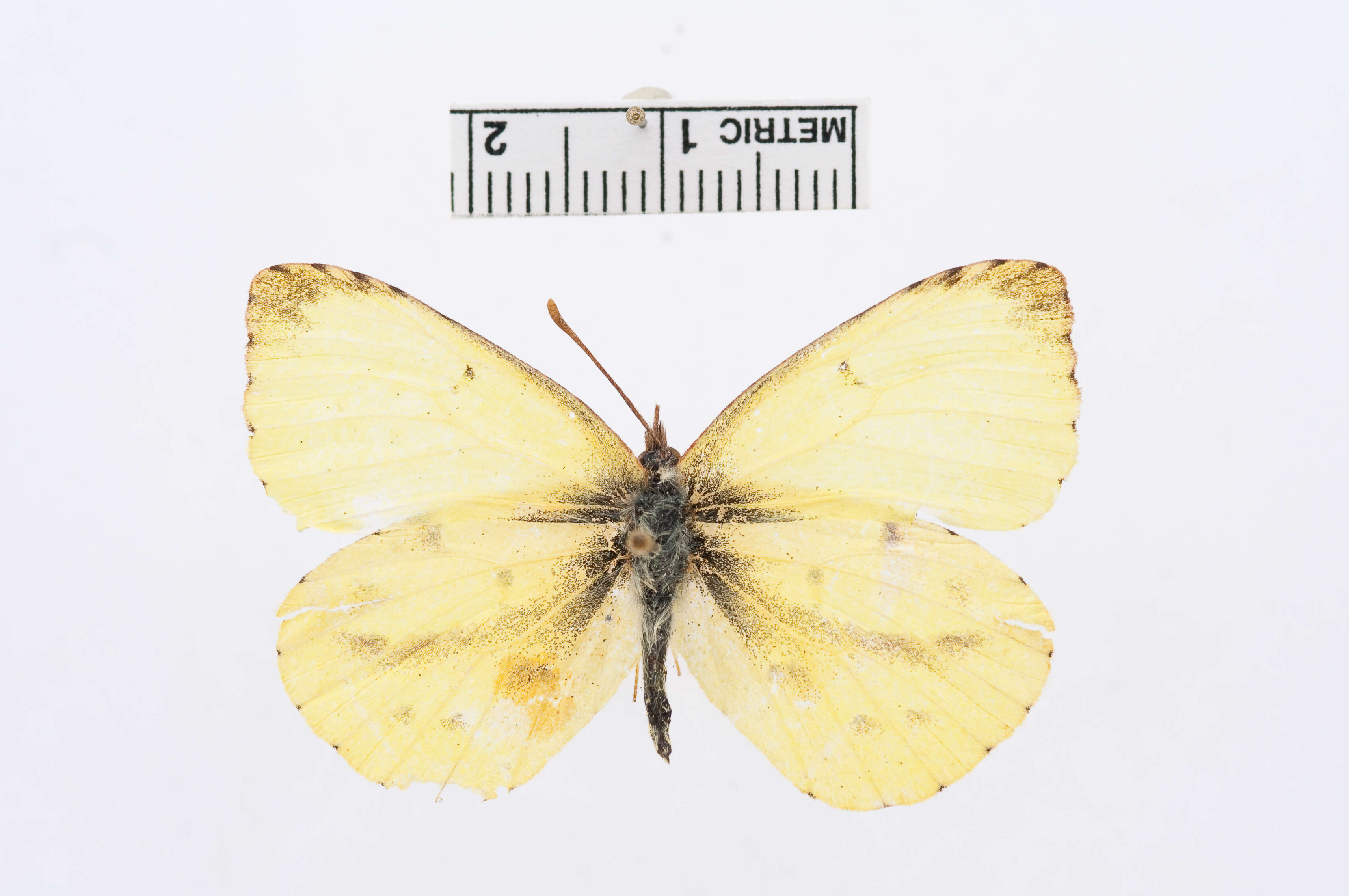 Image of Teriocolias