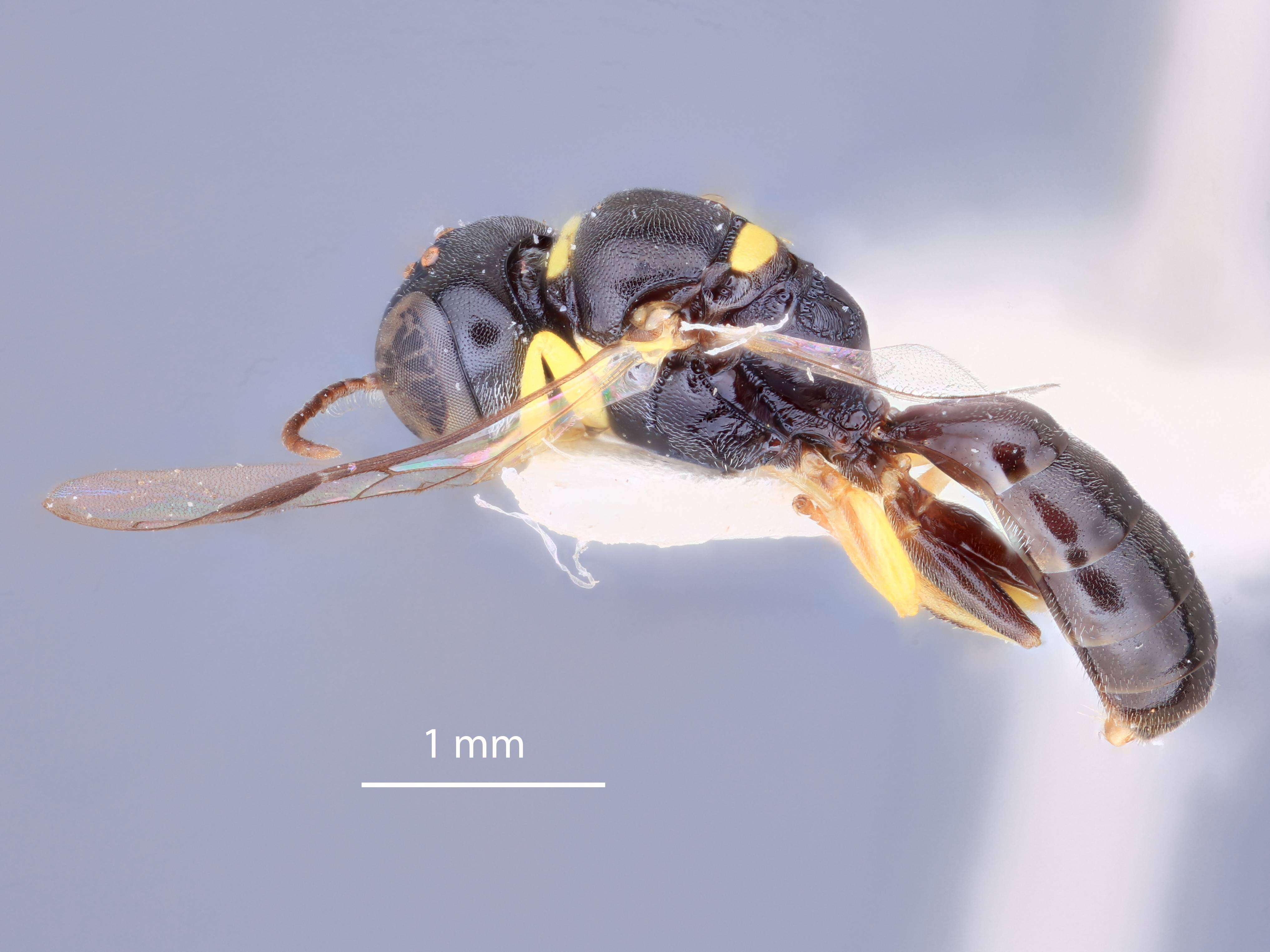 Image of Crossocerus hasalakae Leclercq 1986