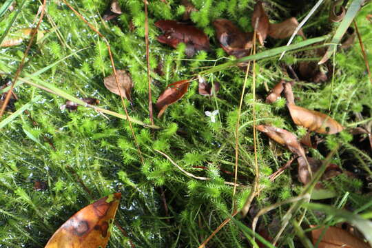 Image of bog-moss family