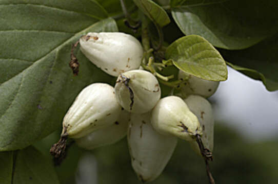 صورة Cordia sebestena var. sebestena