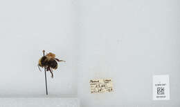 Image of Vosnesensky Bumble Bee