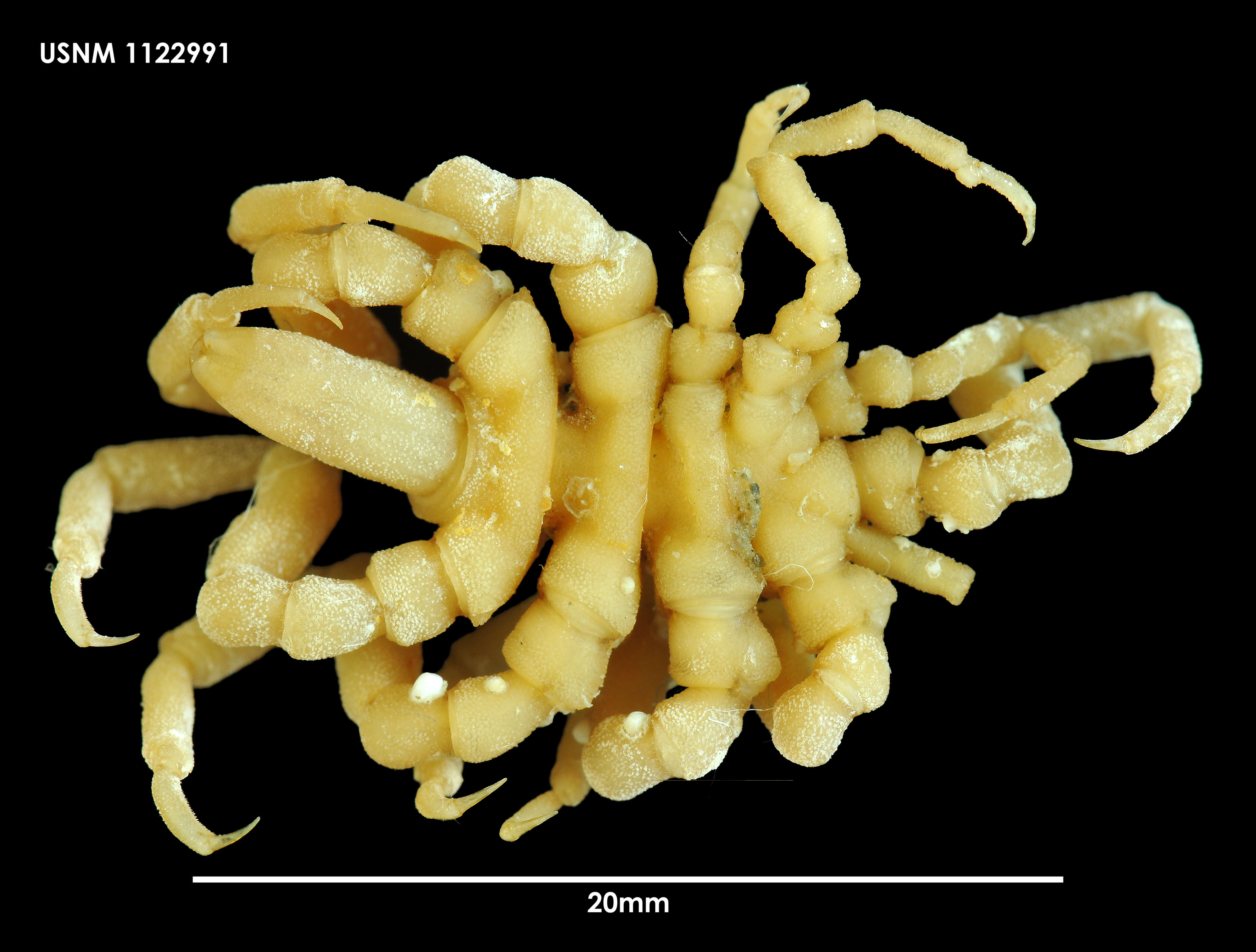 Image of Pycnogonum platylophum Loman 1923