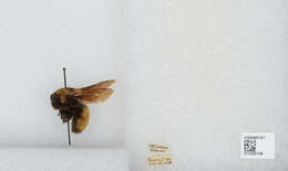 Image of Nevada Bumble Bee