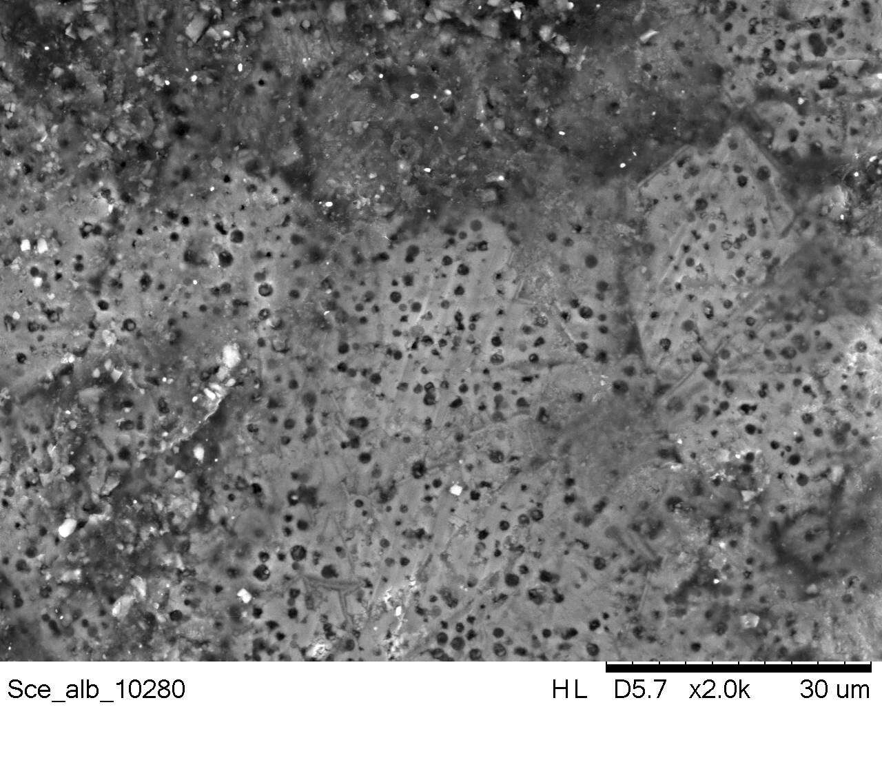 صورة Scelorchilus albicollis (Kittlitz 1830)