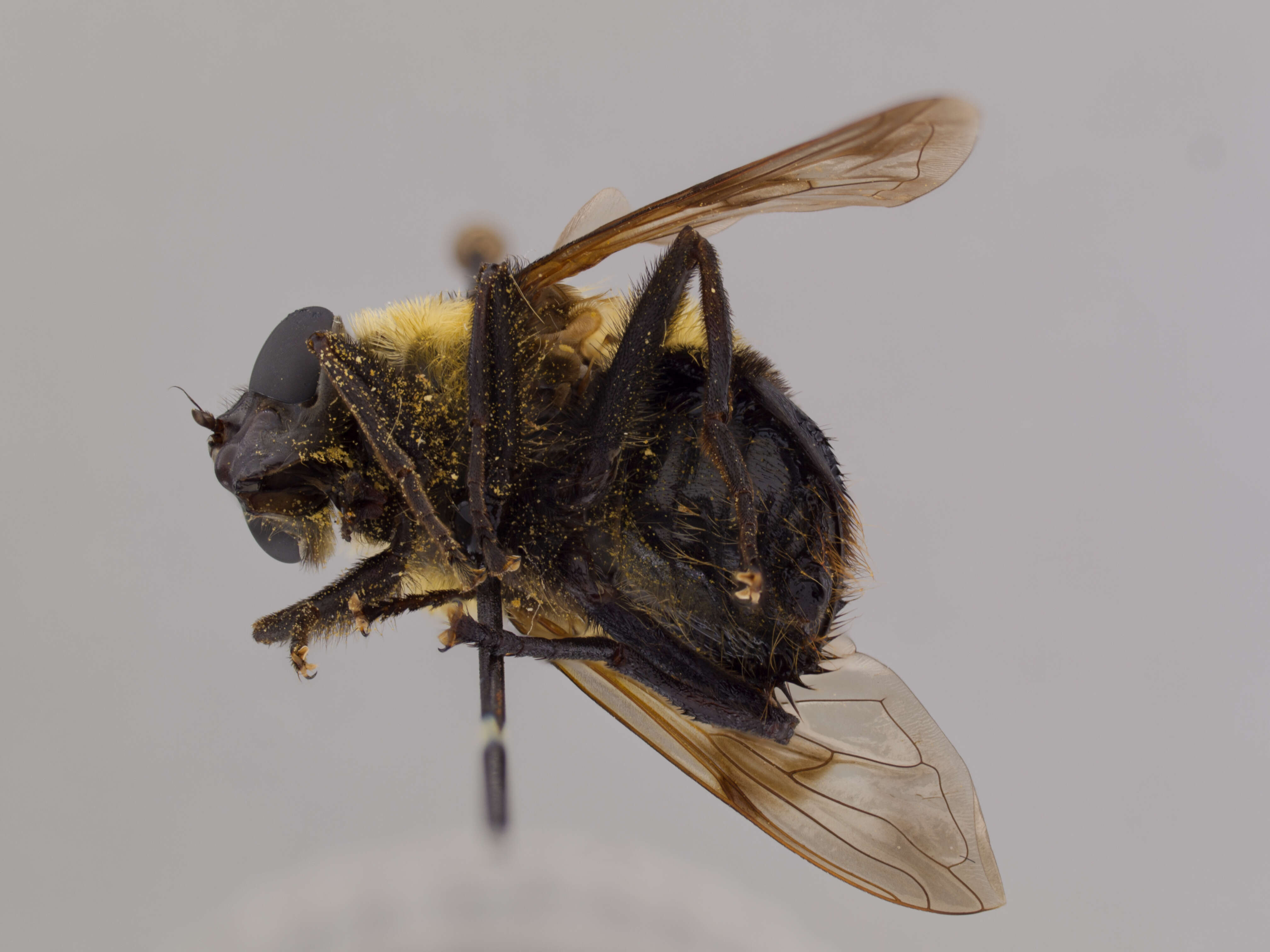 Image of Sericomyia fairmanorum Fairman 2000