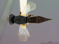 Oxysychus callidii (Ashmead 1896) resmi