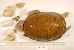 Image of Herrara’s Mud Turtle