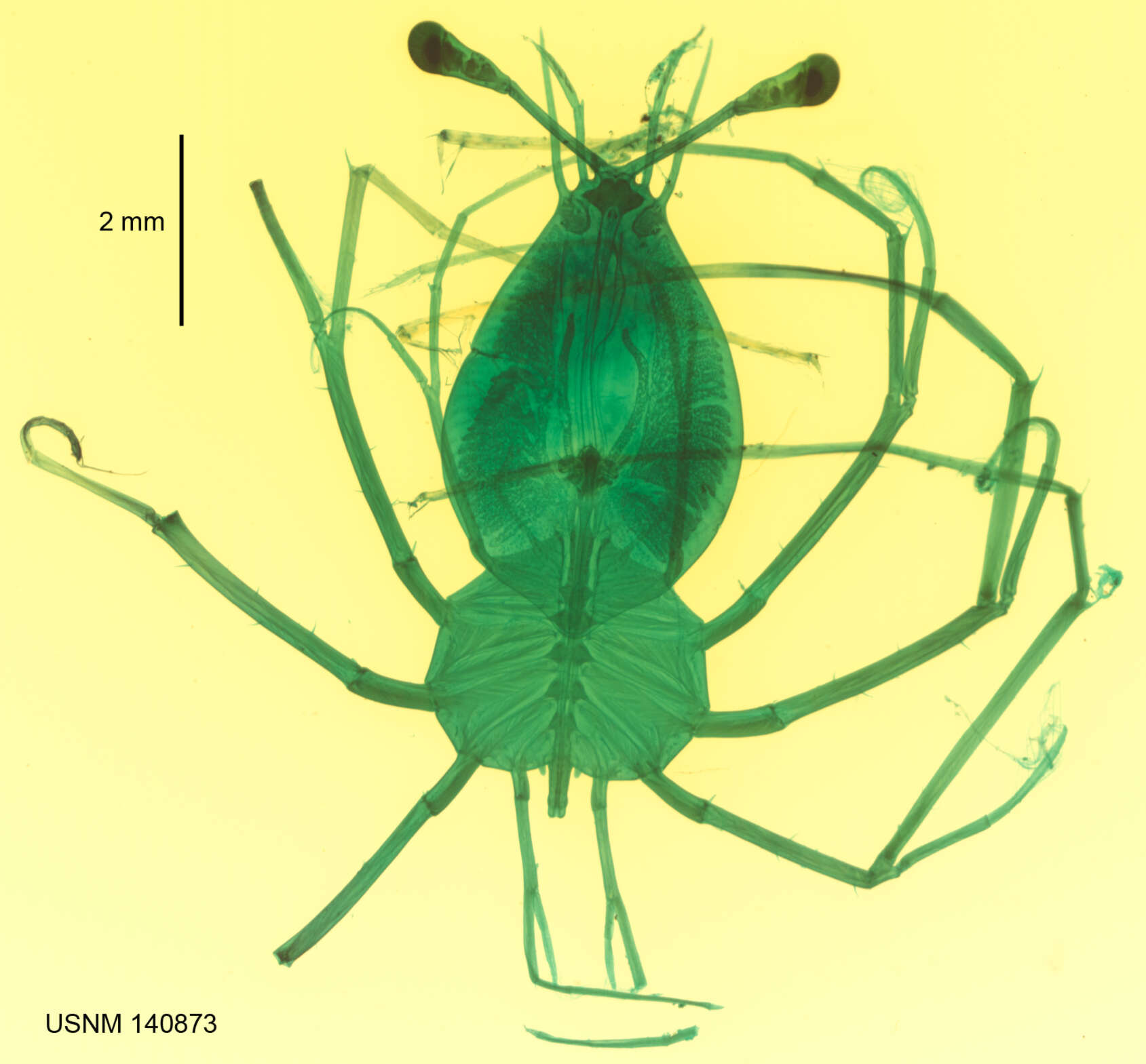 Image of California Spiny Lobster