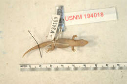 Image of Peravia Least Gecko