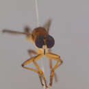 Image of Clephydroneura Becker 1925