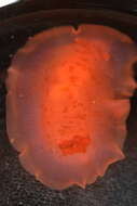 Image of Nudibranchia