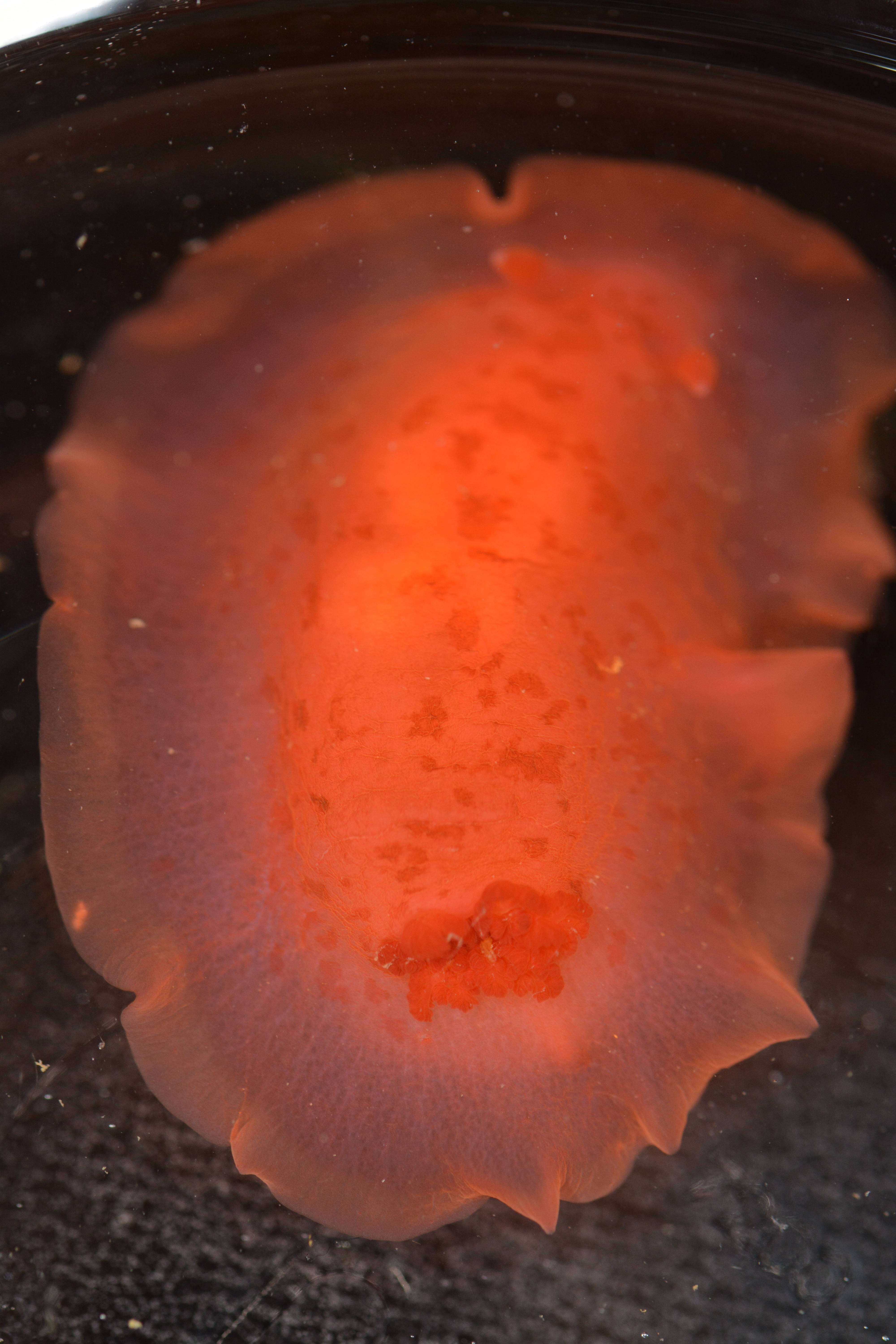 Image of Nudibranchia