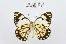 Image of Belenois creona (Cramer (1776))