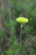 Image of Carolina desert-chicory