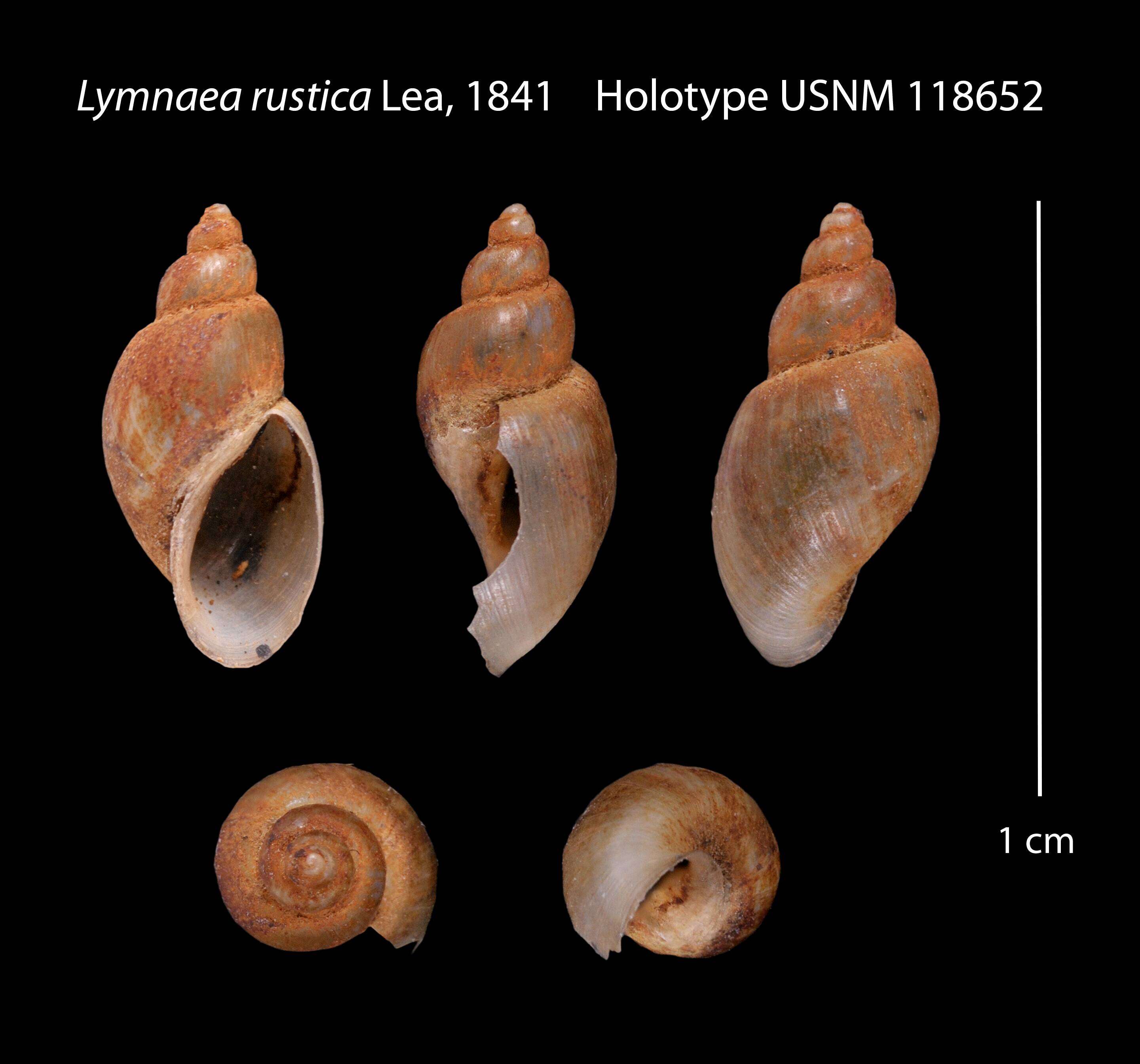 Image of Lymnea rustica I. Lea 1841