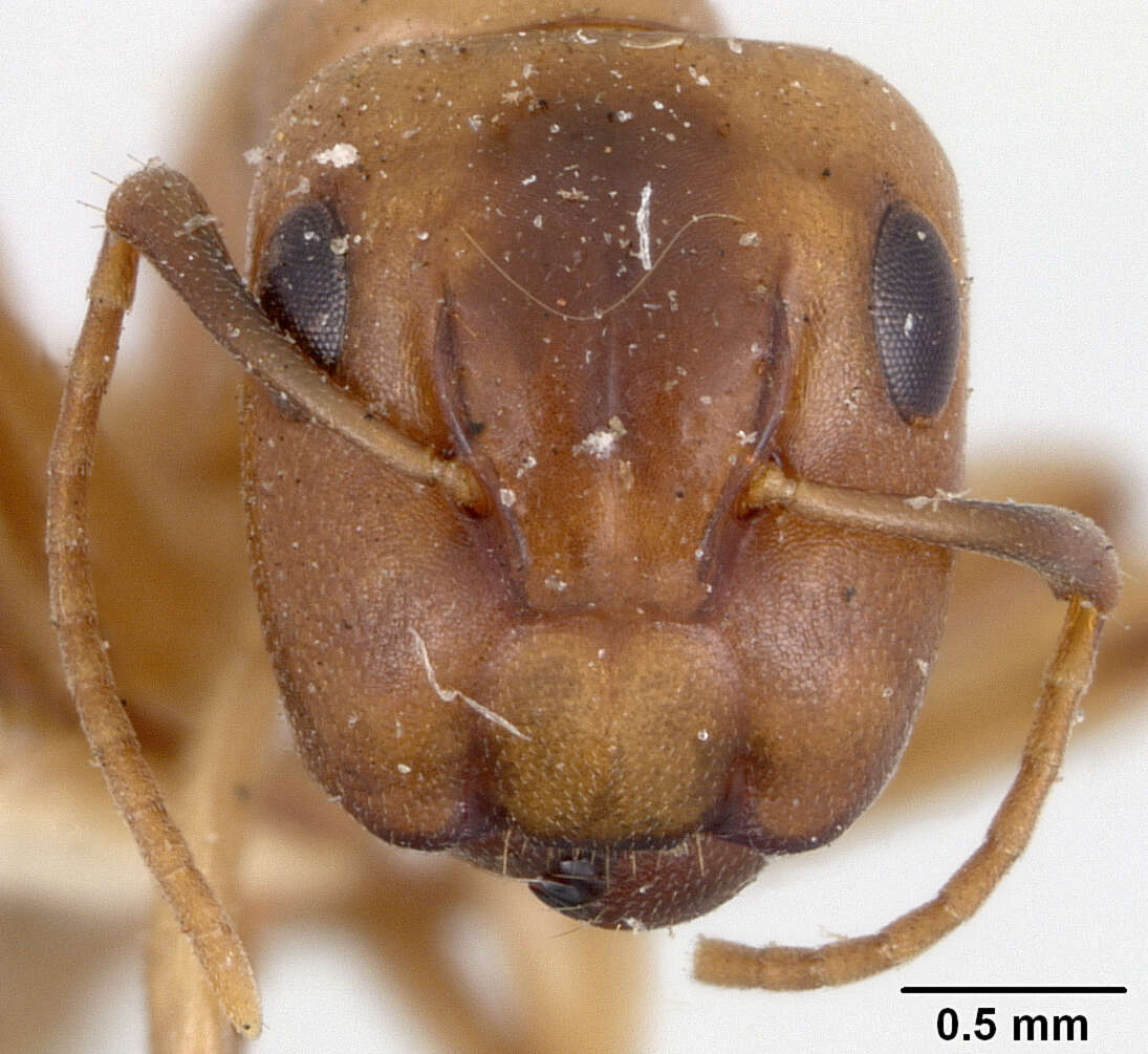 Image of Camponotus macilentus vulcanalis Wheeler 1919