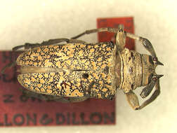 Image of Lochmaeocles zonatus Dillon & Dillon 1946