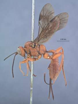 Image of Xylophrurus sitkensis (Ashmead 1902)